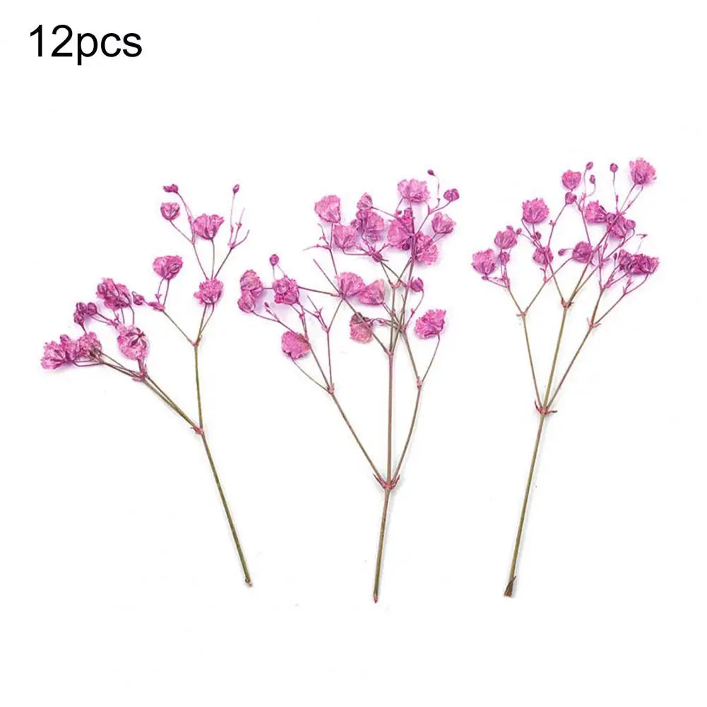 12Pcs Press Flowers Colorful Baby's Breath Flowers Beautiful Colorful Dried Gypsophila Flower for Wedding - Taci Dekor