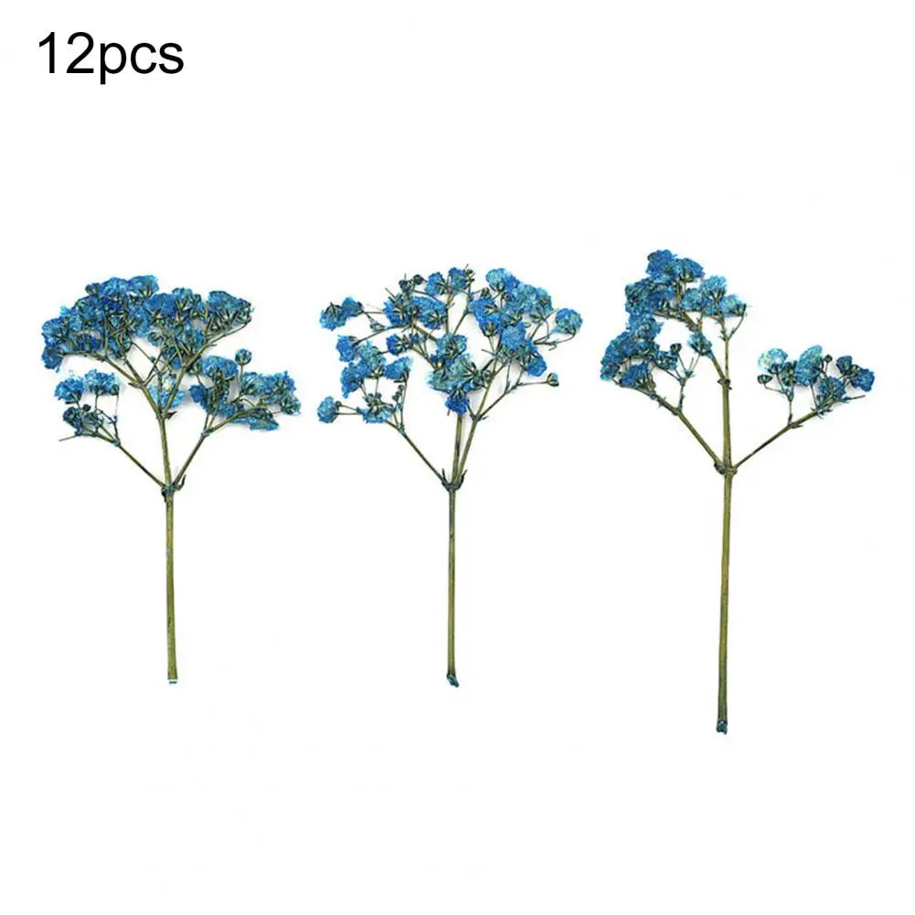 12Pcs Press Flowers Colorful Baby's Breath Flowers Beautiful Colorful Dried Gypsophila Flower for Wedding - Taci Dekor