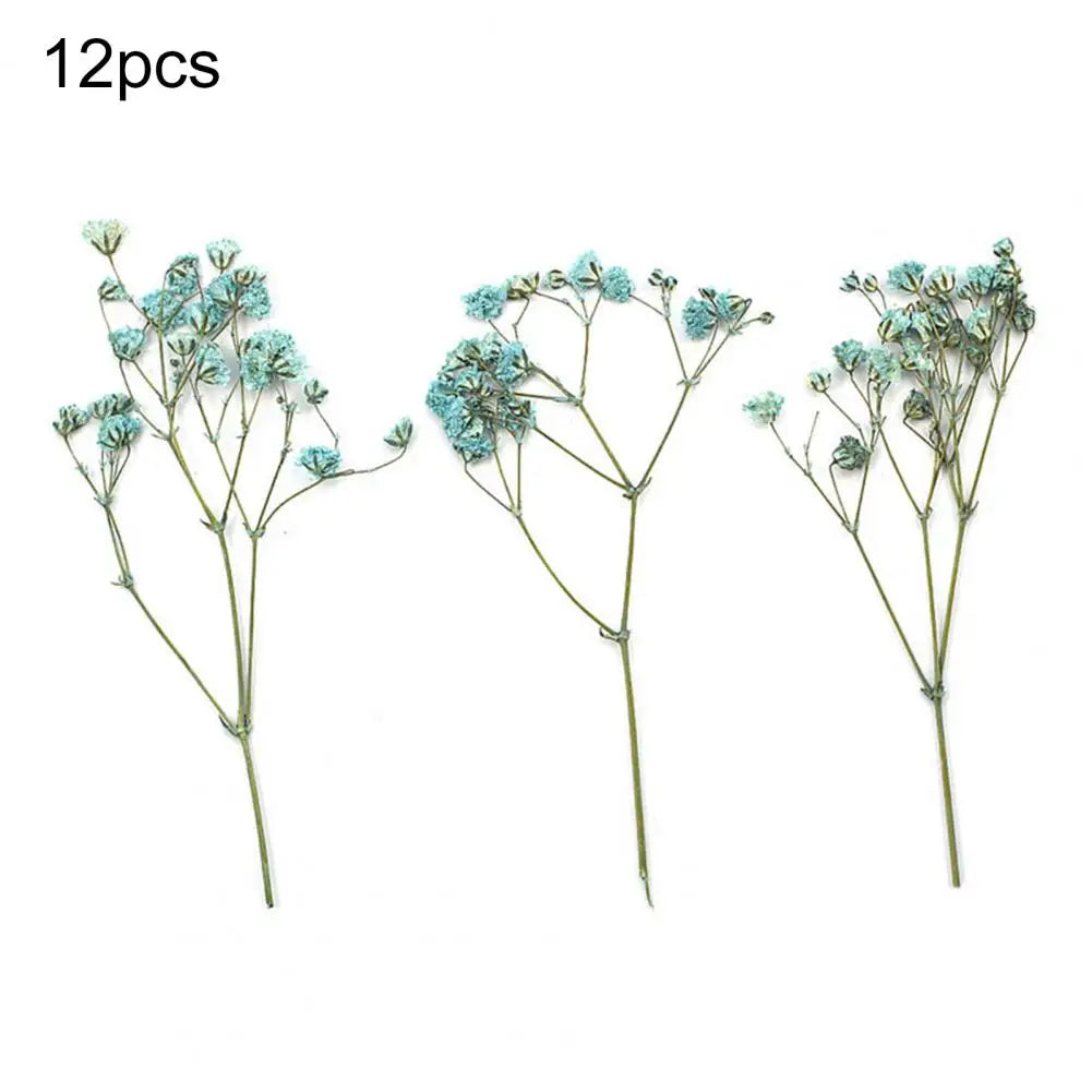 12Pcs Press Flowers Colorful Baby's Breath Flowers Beautiful Colorful Dried Gypsophila Flower for Wedding - Taci Dekor