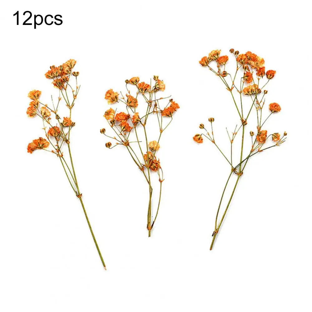 12Pcs Press Flowers Colorful Baby's Breath Flowers Beautiful Colorful Dried Gypsophila Flower for Wedding - Taci Dekor