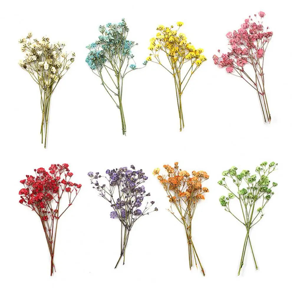 12Pcs Press Flowers Colorful Baby's Breath Flowers Beautiful Colorful Dried Gypsophila Flower for Wedding - Taci Dekor