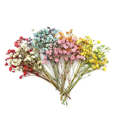 12Pcs Press Flowers Colorful Baby's Breath Flowers Beautiful Colorful Dried Gypsophila Flower for Wedding - Taci Dekor