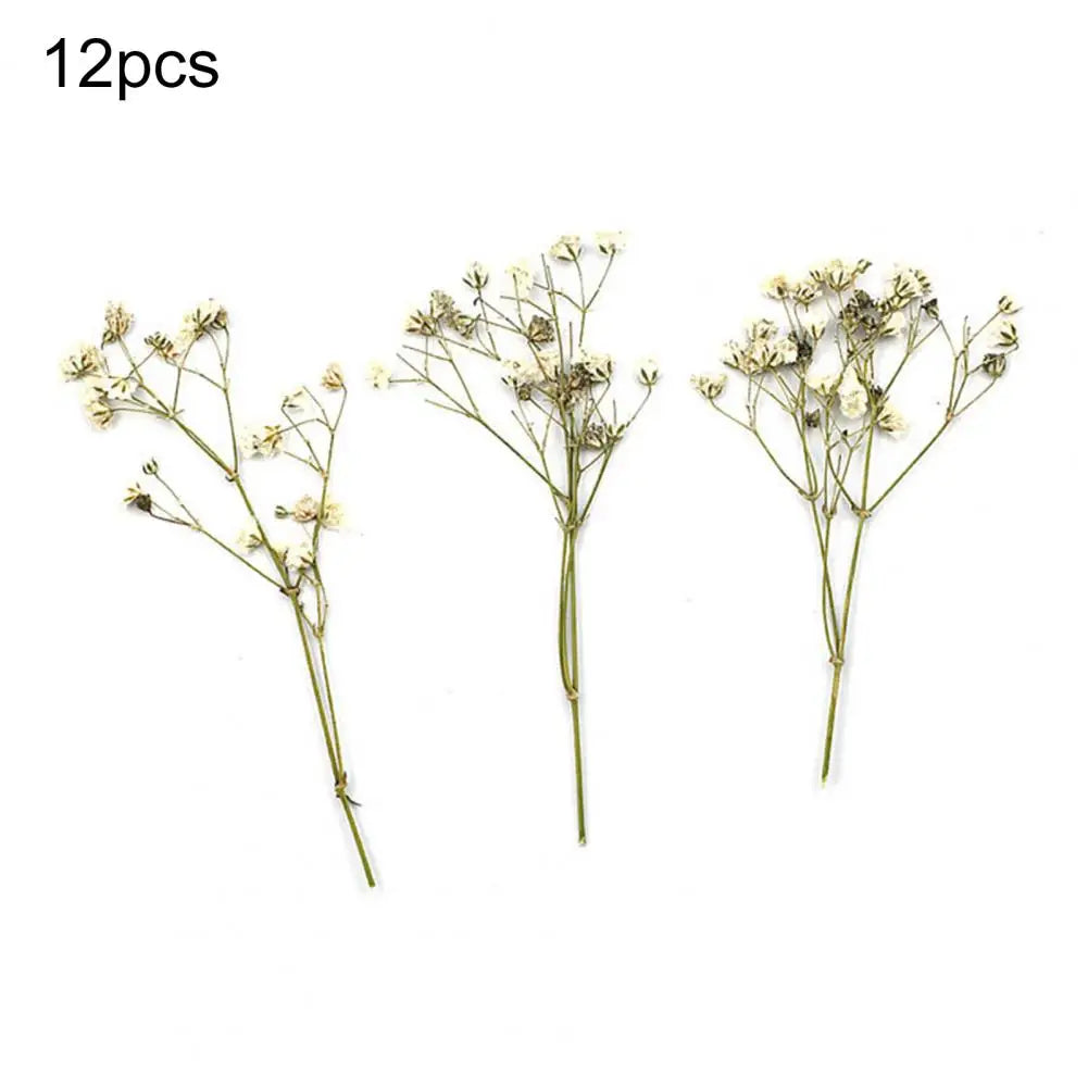 12Pcs Press Flowers Colorful Baby's Breath Flowers Beautiful Colorful Dried Gypsophila Flower for Wedding - Taci Dekor